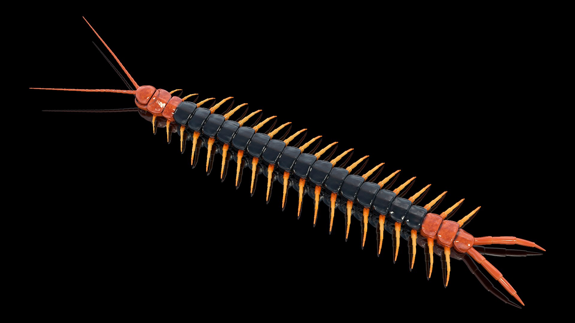 Giant Desert Centipede 3D model preview