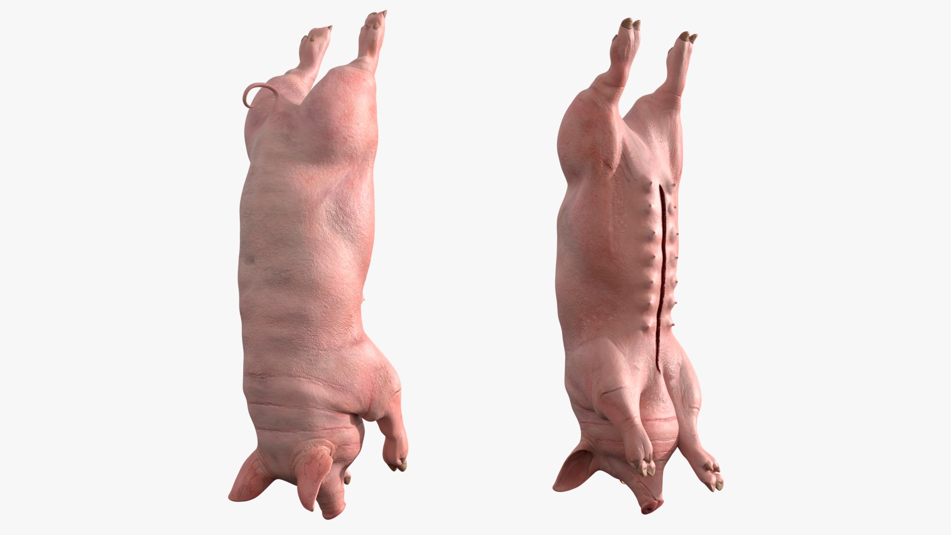 3D Slaughtered Pig Carcass Hanging for Blender https://p.turbosquid.com/ts-thumb/Wv/ljmnH0/5h/slaughtered_pig_carcass_hanging_for_blender_004/jpg/1765152683/1920x1080/fit_q87/08628eaa8d4297f10a28c1bee3cf46bf8665d8a8/slaughtered_pig_carcass_hanging_for_blender_004.jpg