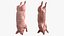 Slaughtered Pig Carcass Hanging for Blender