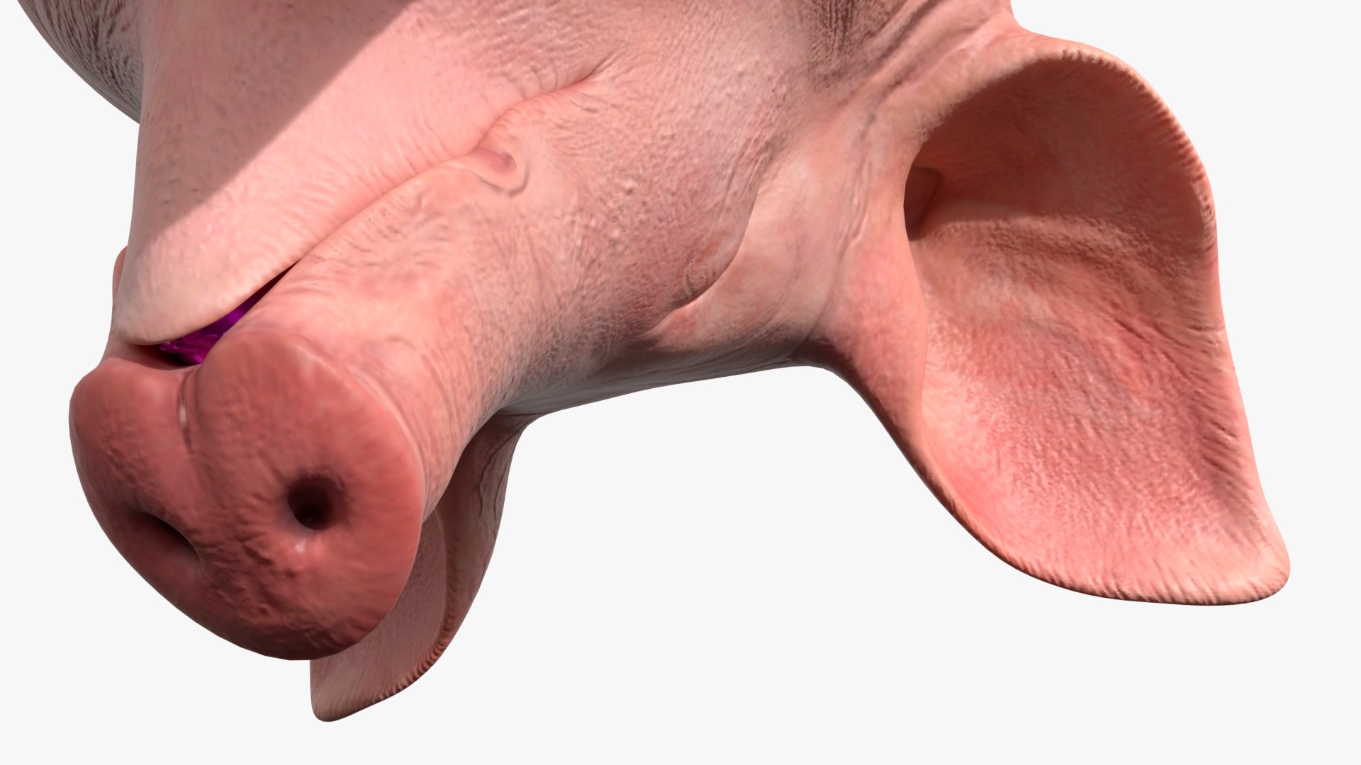 3D Slaughtered Pig Carcass Hanging for Blender https://p.turbosquid.com/ts-thumb/Wv/ljmnH0/DT/slaughtered_pig_carcass_hanging_for_blender_007/jpg/1765152692/1920x1080/fit_q87/05d4eed9717be406c6fa1be91f21e2a7b37c93d8/slaughtered_pig_carcass_hanging_for_blender_007.jpg