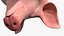 Slaughtered Pig Carcass Hanging for Blender