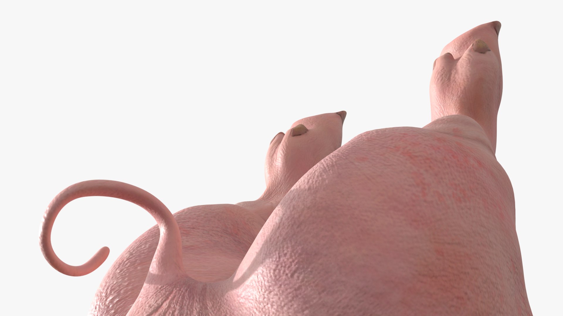 3D Slaughtered Pig Carcass Hanging for Blender https://p.turbosquid.com/ts-thumb/Wv/ljmnH0/mm/slaughtered_pig_carcass_hanging_for_blender_006/jpg/1765152689/1920x1080/fit_q87/5d32345cab62ff032139113e05409725c206e1cb/slaughtered_pig_carcass_hanging_for_blender_006.jpg