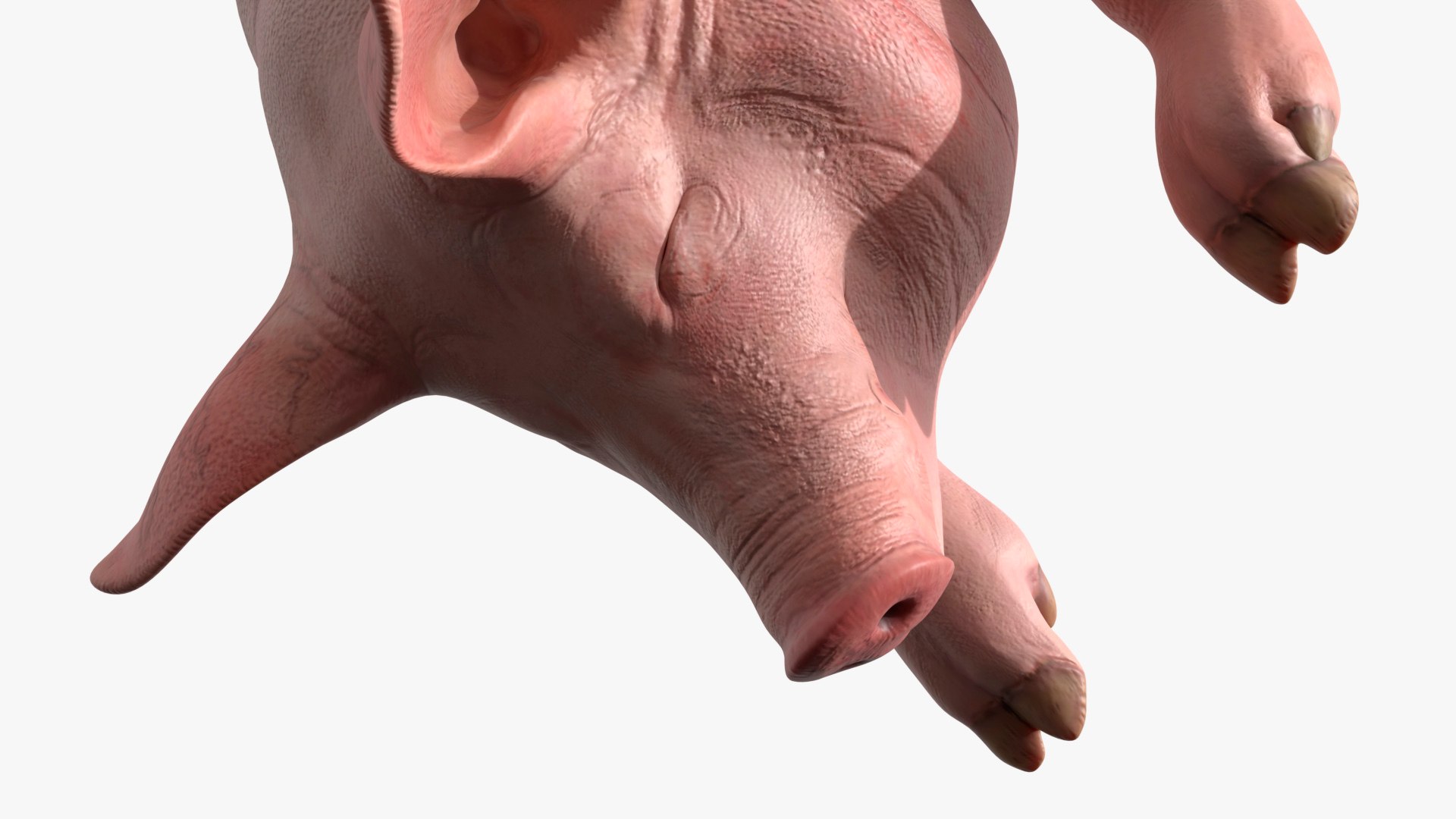 3D Slaughtered Pig Carcass Hanging for Blender https://p.turbosquid.com/ts-thumb/Wv/ljmnH0/nT/slaughtered_pig_carcass_hanging_for_blender_005/jpg/1765152686/1920x1080/fit_q87/d40f9771e922f2ea56482bd299c947bdb69b04f4/slaughtered_pig_carcass_hanging_for_blender_005.jpg
