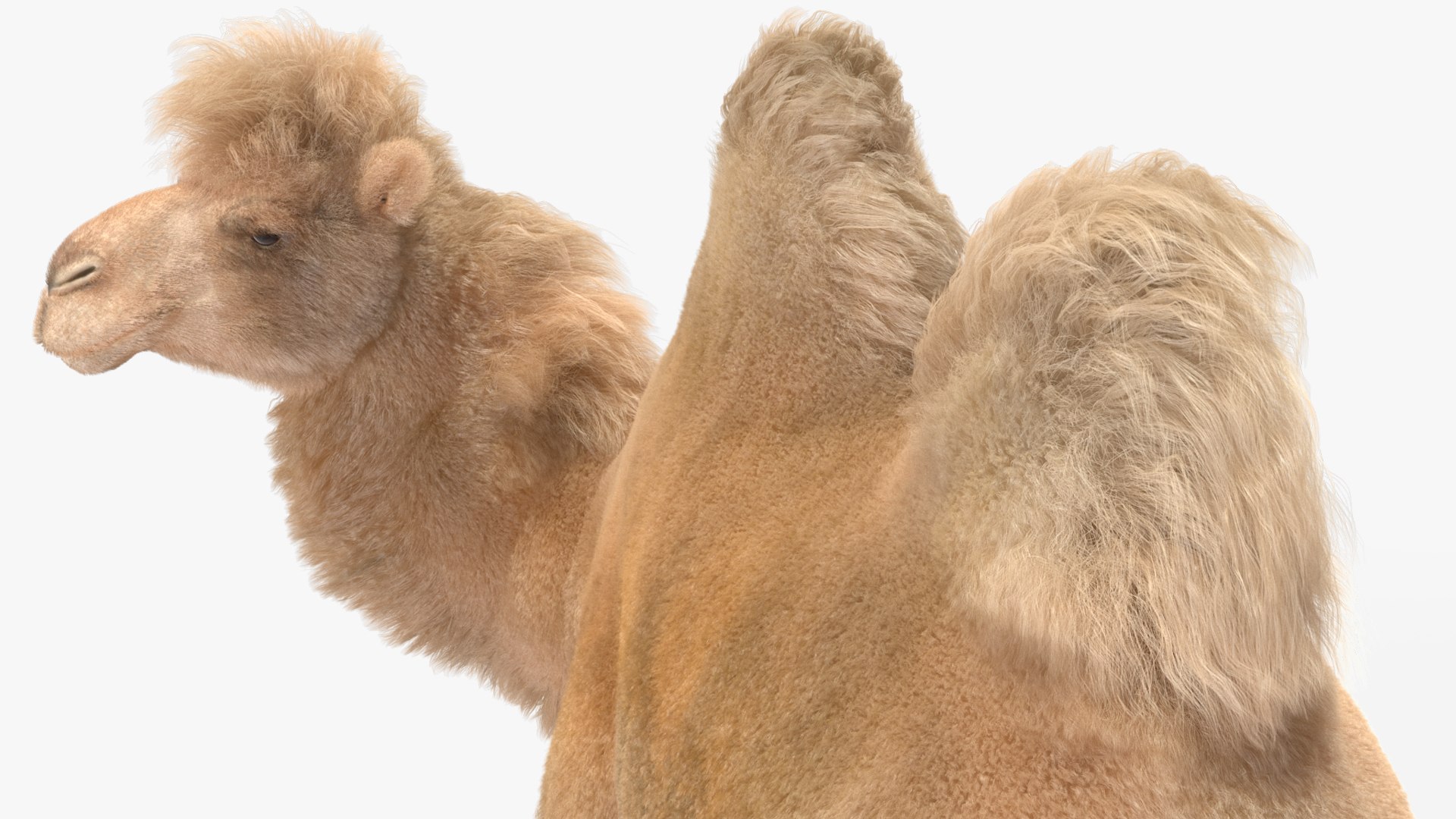 Desert Camp with Camel and Tent Fur model https://p.turbosquid.com/ts-thumb/Wv/m2HKkc/uH/desertcampwithcamelandtentfur3dmodel032/jpg/1724878676/1920x1080/fit_q87/b48c6de58f06c270c5bff194fd9f20dbf9a214dd/desertcampwithcamelandtentfur3dmodel032.jpg