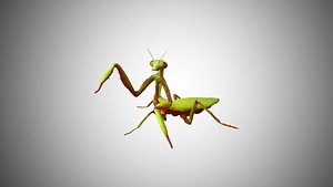 3D rigged realistic model