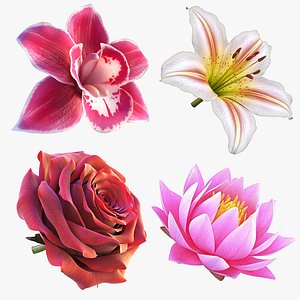3D 3D Flowers Collection &ndash; High-Quality 4K PBR Asset Pack model