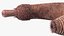Ottoia Cambrian Sea Worm Fossil