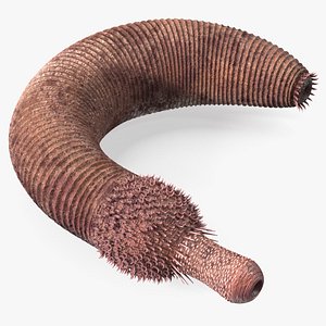 Free Worm 3D Models for Download