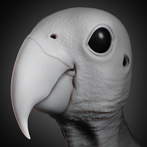 parrot head animal 2019 3D model