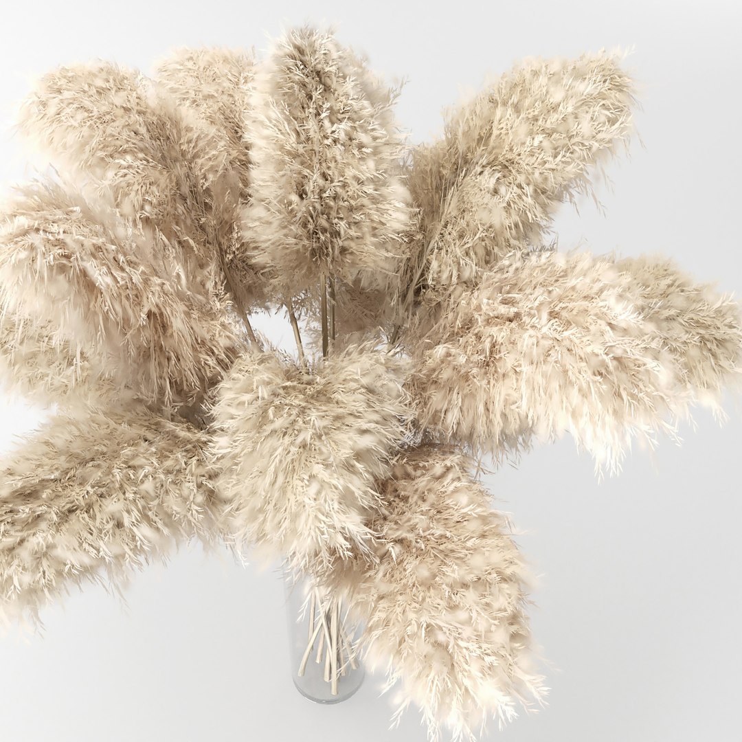 Pampas Grass - Phragmites - Cortaderia Selloana set 01 3D model https://p.turbosquid.com/ts-thumb/Wv/yU1Ra6/IZ/preview05/jpg/1678530891/1920x1080/fit_q87/f5615adca72dc2566b0e52f948051560e4b17a13/preview05.jpg