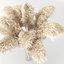 Herbe de la pampa - Phragmites - Cortaderia Selloana set 01