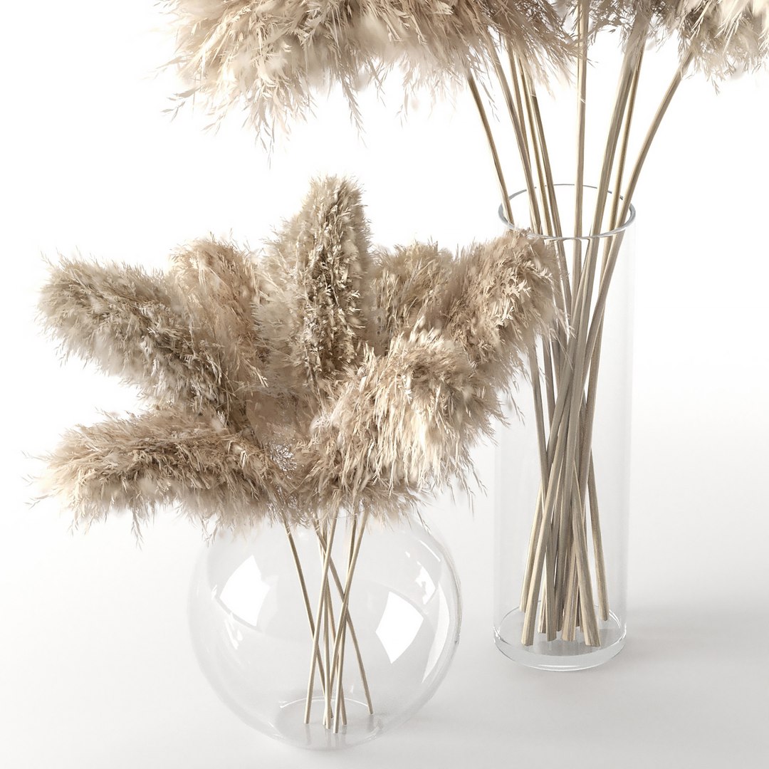 Pampas Grass - Phragmites - Cortaderia Selloana set 01 3D model https://p.turbosquid.com/ts-thumb/Wv/yU1Ra6/Uz/preview06/jpg/1678530891/1920x1080/fit_q87/18e41a8063087d4c615069d49193cd01efe0abbc/preview06.jpg
