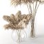 Herbe de la pampa - Phragmites - Cortaderia Selloana set 01
