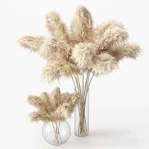 Pampas Grass - Phragmites - Cortaderia Selloana set 01 3D model