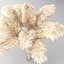 Herbe de la pampa - Phragmites - Cortaderia Selloana set 01