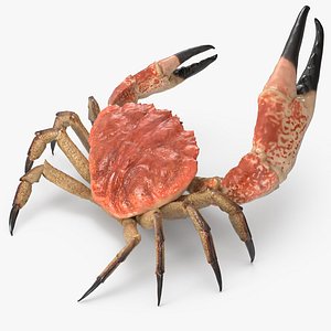 tasmanian giant crab rigged max