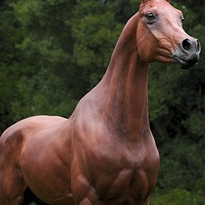 3D horse arabian BROWN Zbrush model