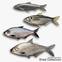 Shad Collection