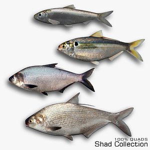 Shad Collection 3D