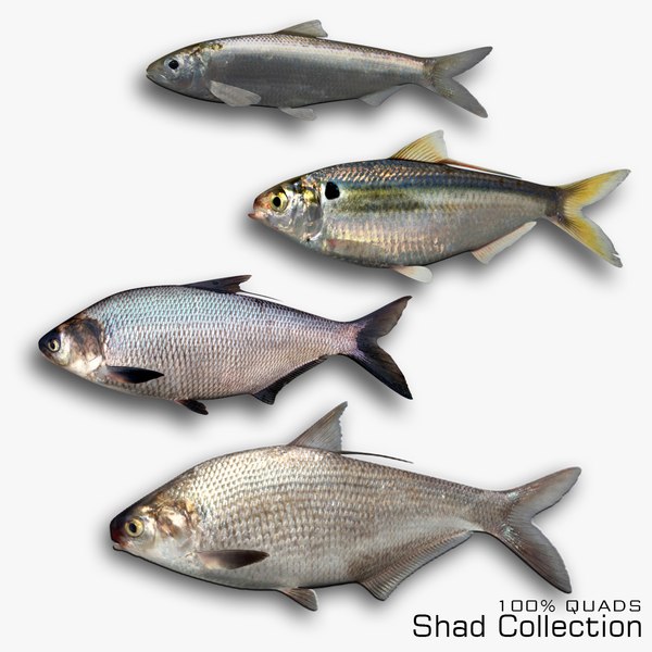 Shad Collection 3D - TurboSquid 1815359