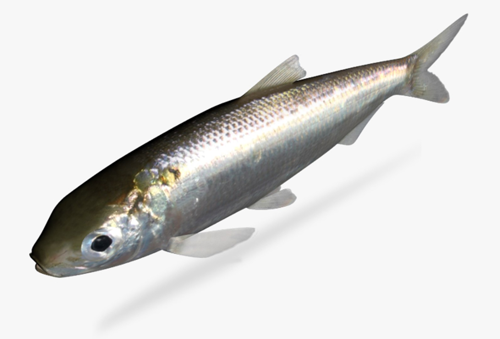 Shad Collection 3D - TurboSquid 1815359