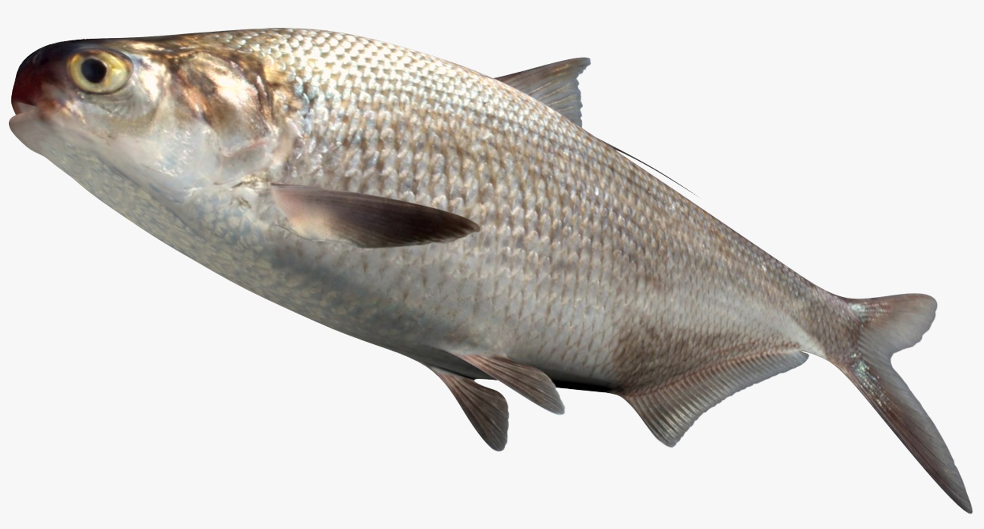Shad Collection 3D - TurboSquid 1815359