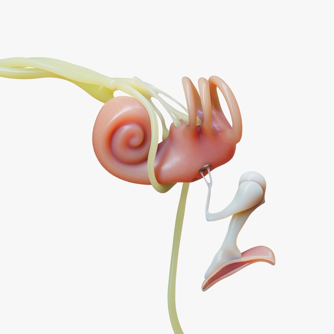 anatomy ear 3D model https://p.turbosquid.com/ts-thumb/Ww/KH3jhF/K3/8/png/1639401314/1920x1080/fit_q87/664552c9cc59442d5e60c092bf39601726cba7bd/8.jpg