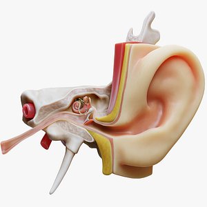 anatomy ear 3D model