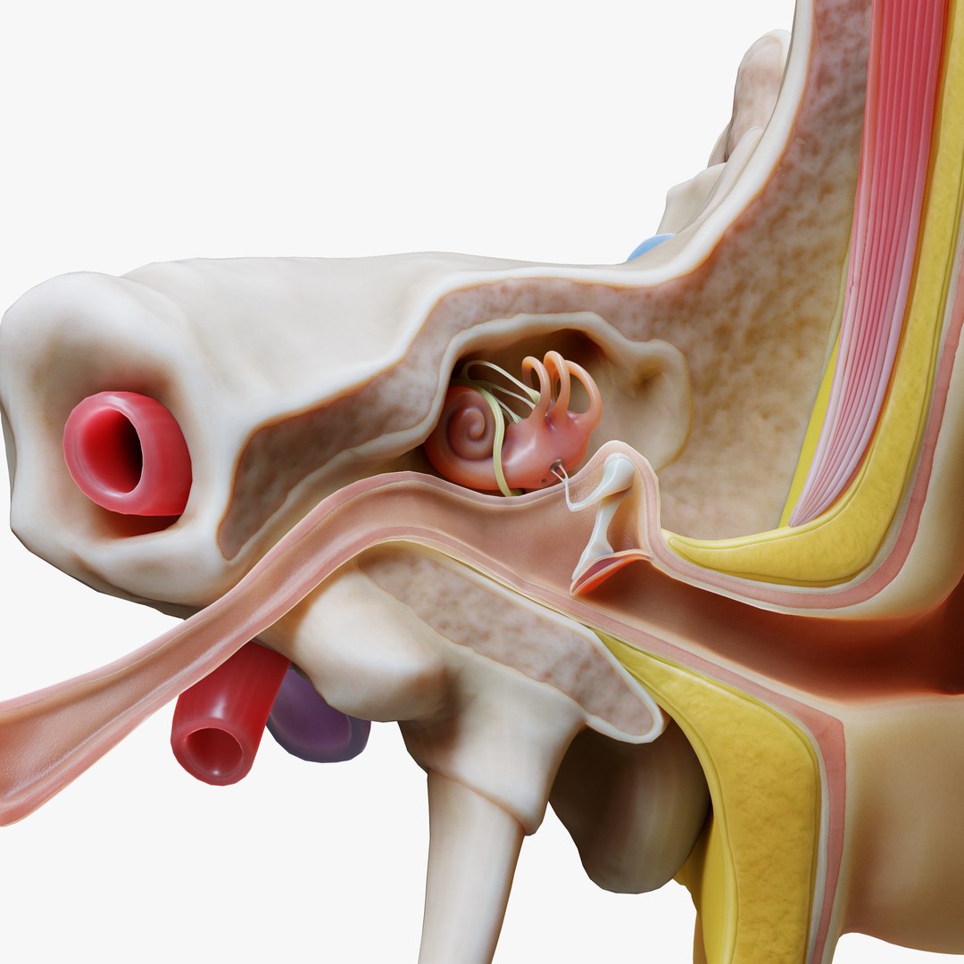 anatomy ear 3D model https://p.turbosquid.com/ts-thumb/Ww/KH3jhF/pj/5/png/1639401342/1920x1080/fit_q87/ac99892da81265951722faee0f5666bacb1662ee/5.jpg