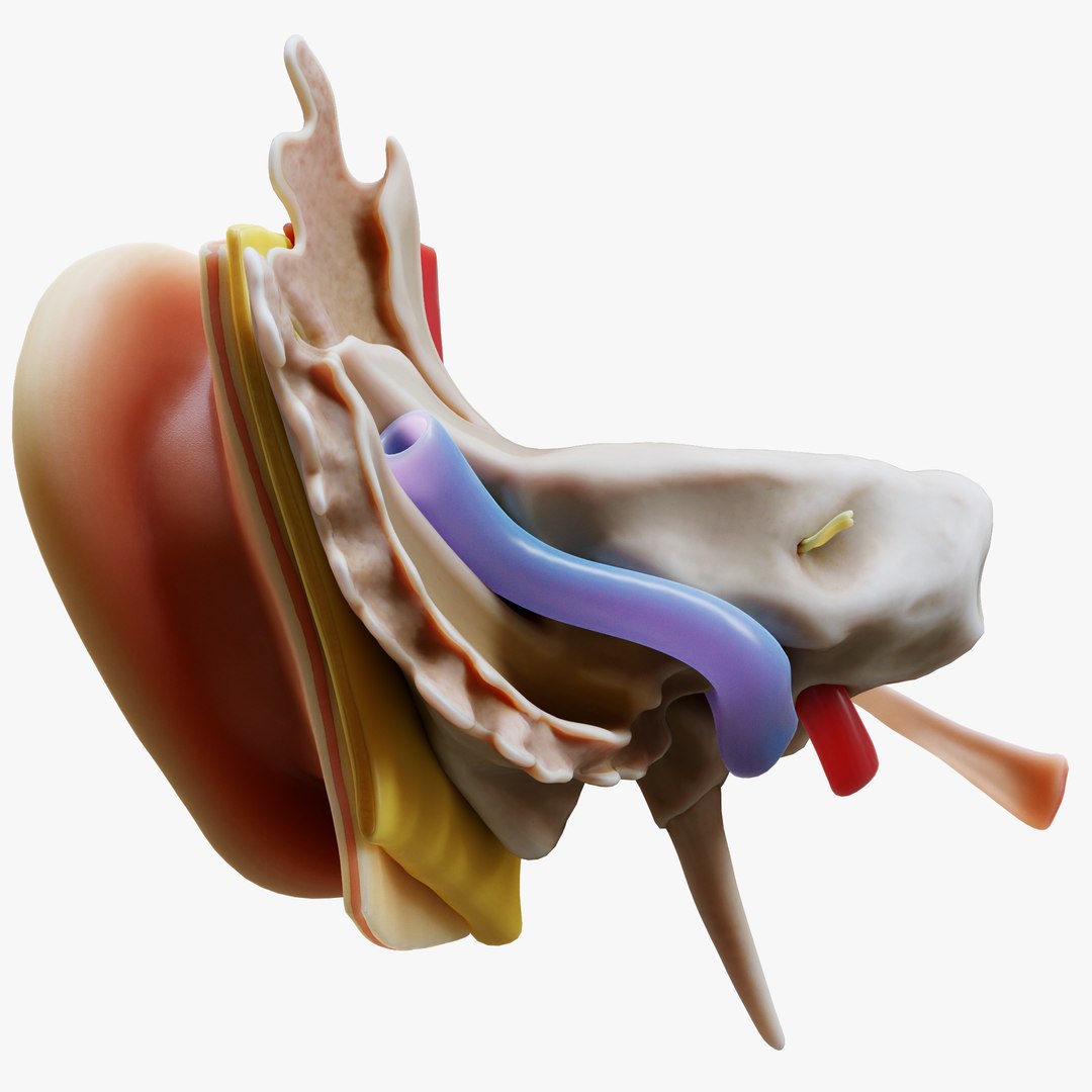 anatomy ear 3D model https://p.turbosquid.com/ts-thumb/Ww/KH3jhF/xi/6/png/1639401320/1920x1080/fit_q87/a9c7946cb764af59727944ea26d0d2bd597c5b11/6.jpg