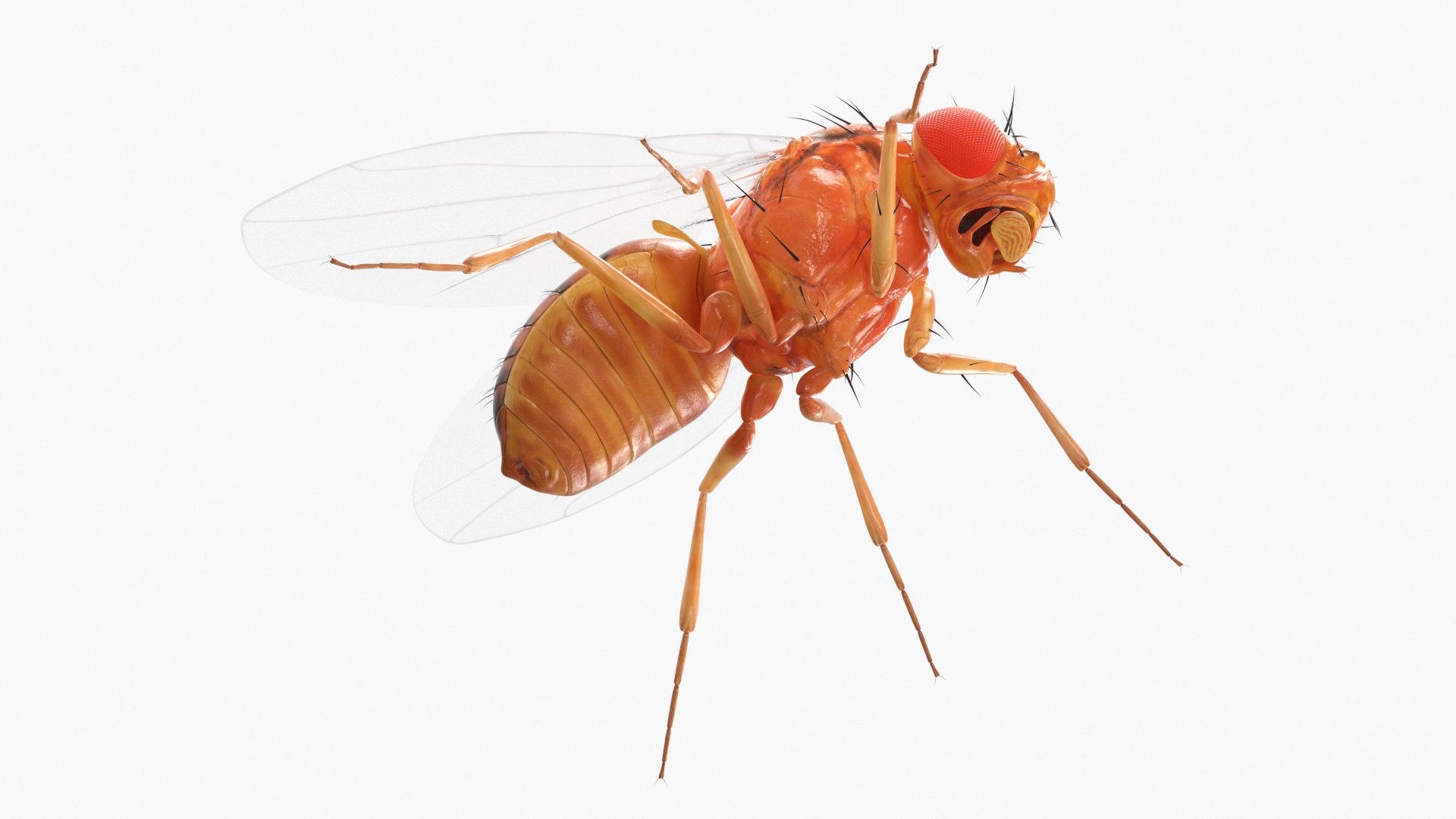 3D Insect Flies Collection - TurboSquid 2407142