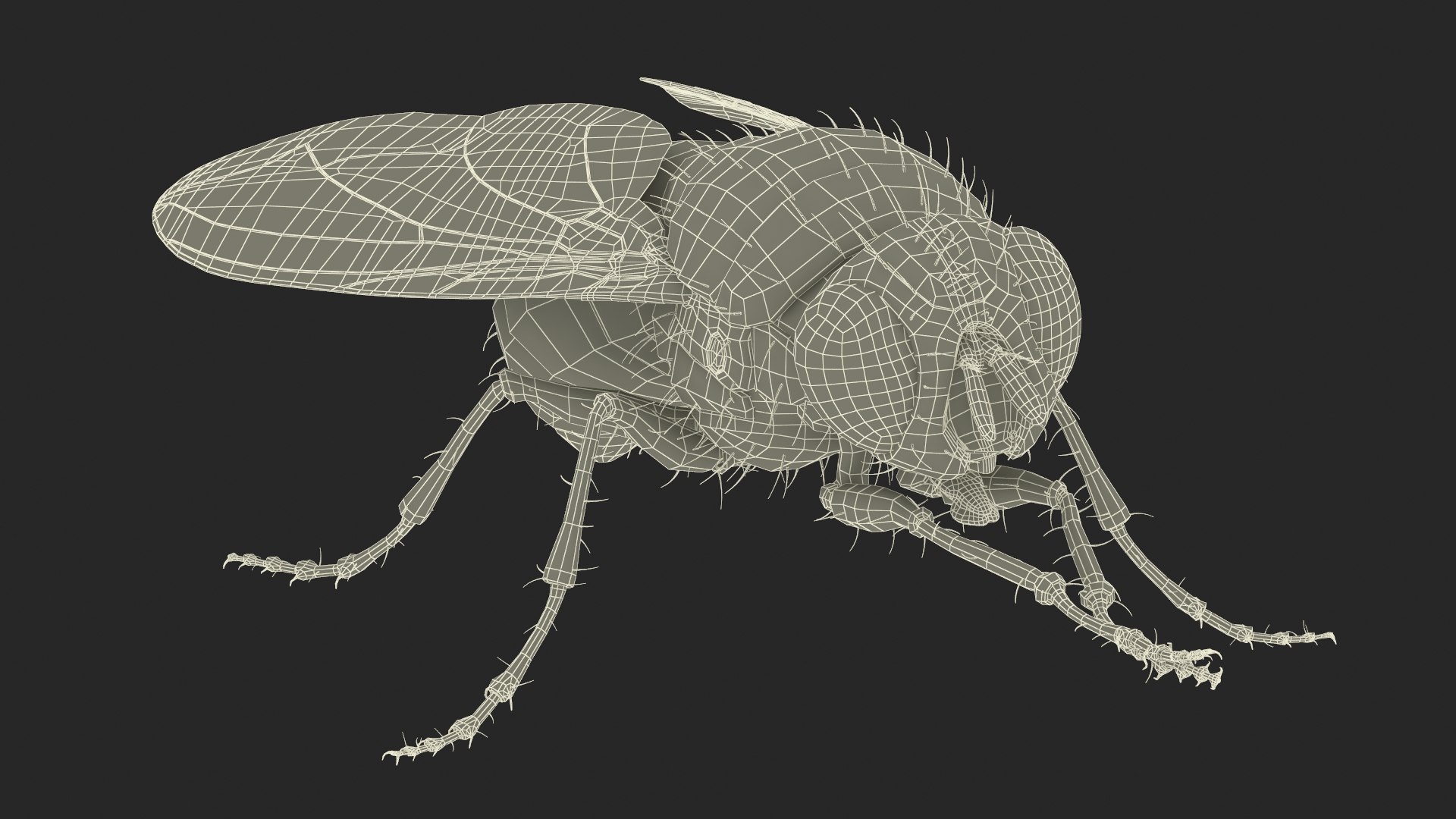 3D Insect Flies Collection - TurboSquid 2407142