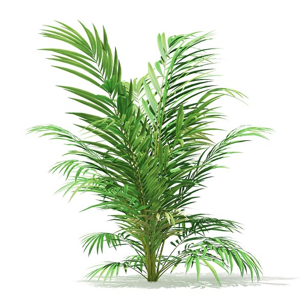 3D golden cane palm tree model
