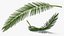 tropical leafs 3D model