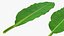 tropical leafs 3D model