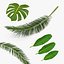 tropical leafs 3D model