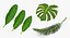 tropical leafs 3D model