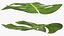 tropical leafs 3D model