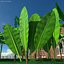 tropical leafs 3D model