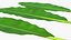 tropical leafs 3D model