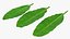 tropical leafs 3D model