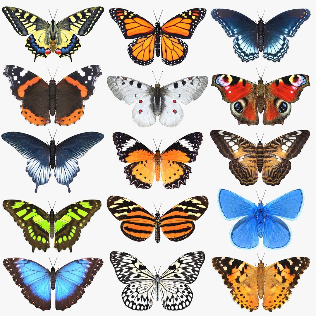 3D mega butterfly model - TurboSquid 1321535