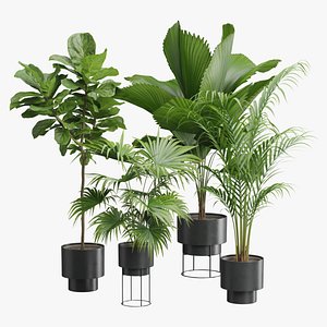 Indoor Plants Pack 53 model