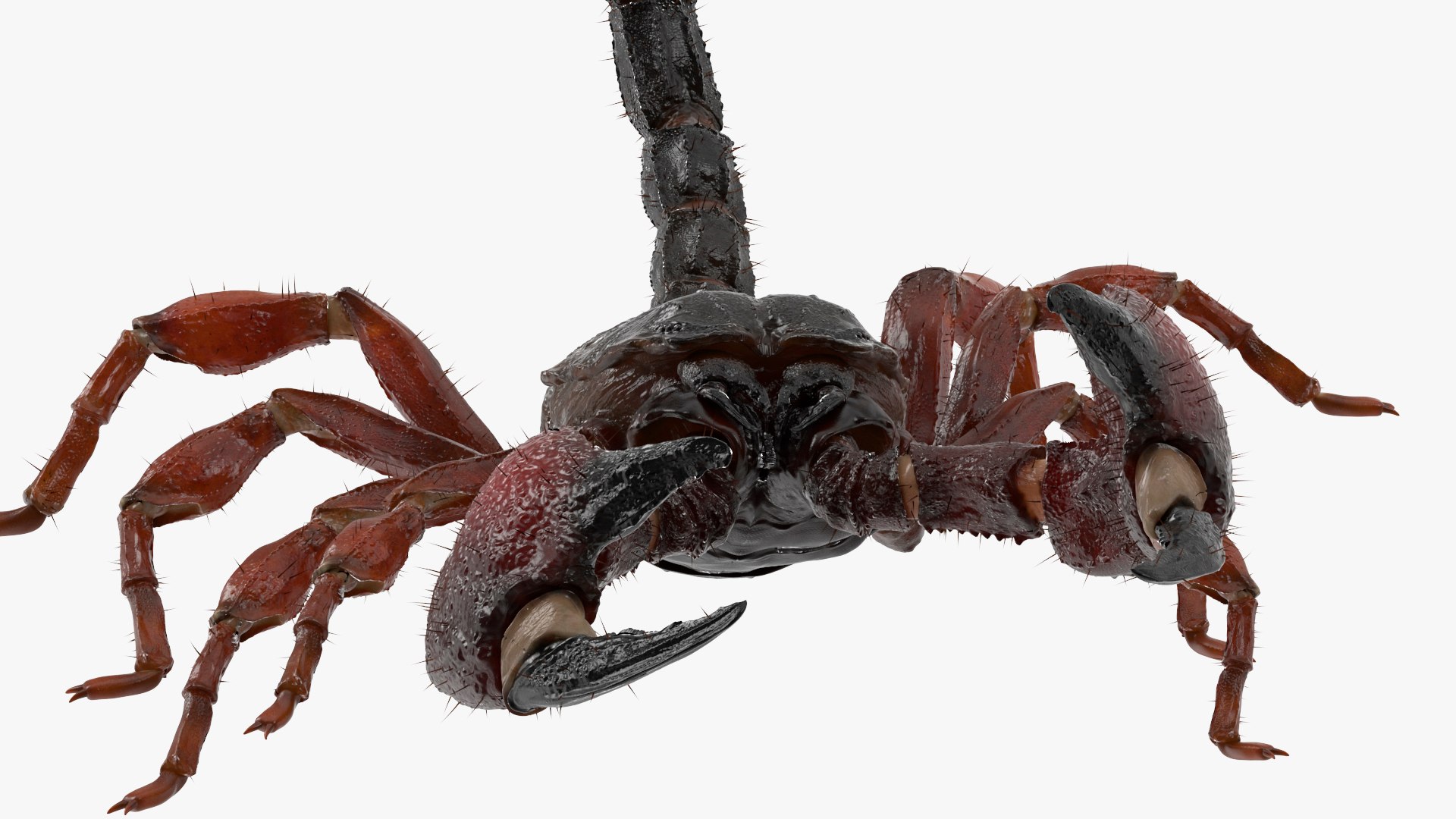 Realistic Scorpion Rigged 3D Model - TurboSquid 2357049