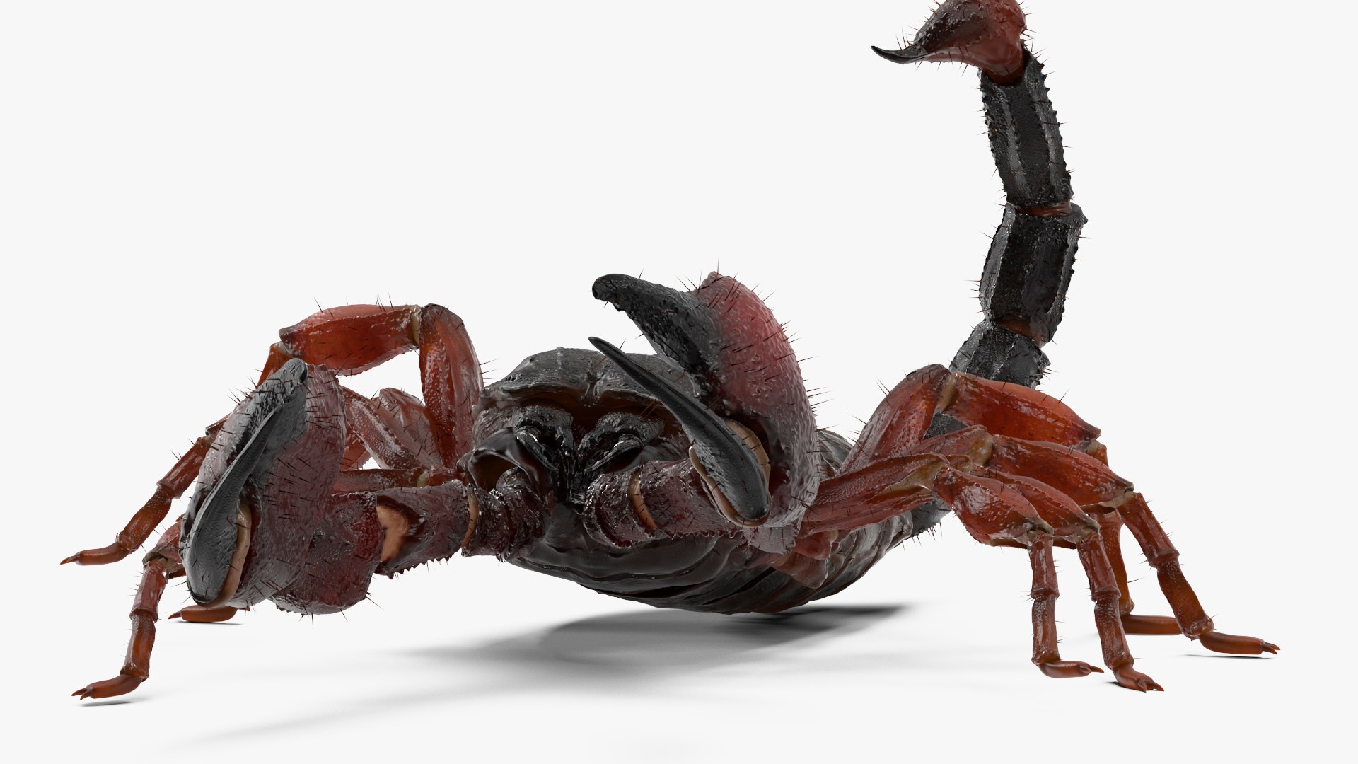 Realistic Scorpion Rigged 3D Model - TurboSquid 2357049