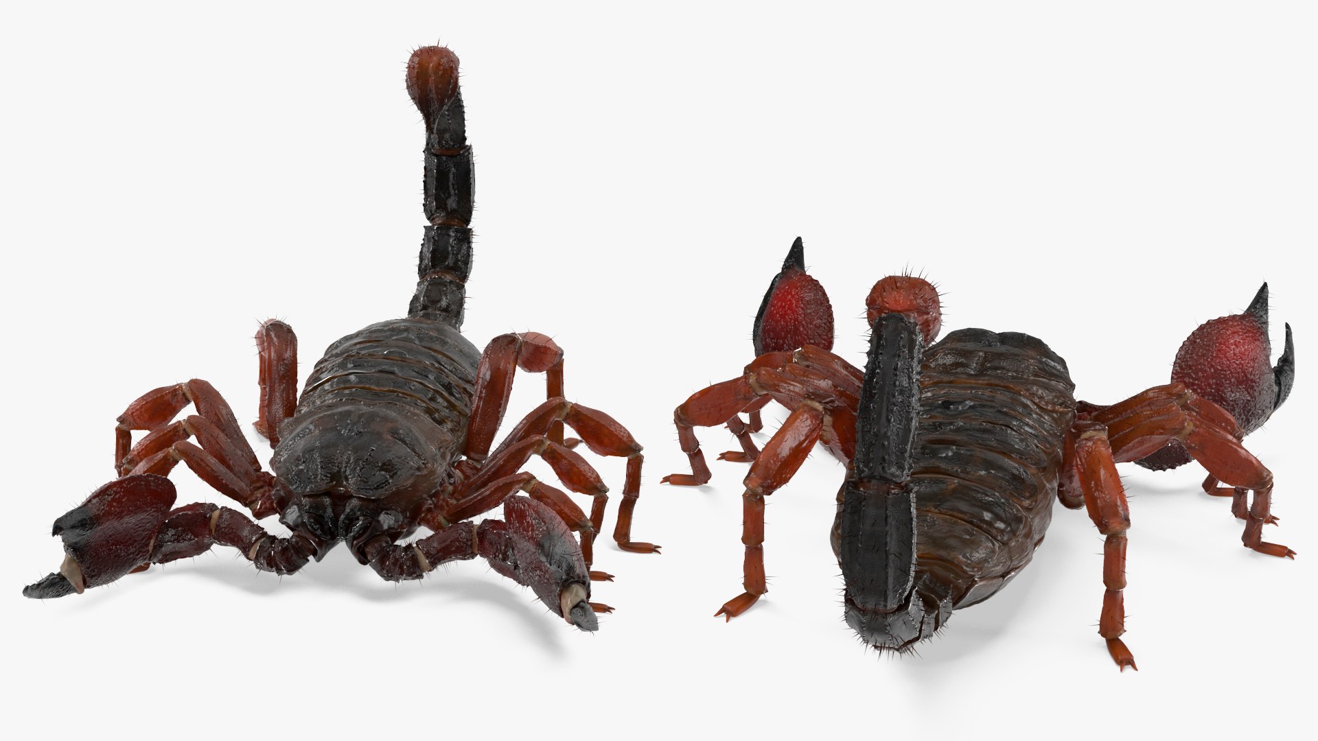 Realistic Scorpion Rigged 3D Model - TurboSquid 2357049