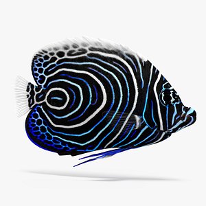 3D emperor angelfish fish animation