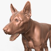 Adult German Shepherd Primary Forms Zbrush Sculpt