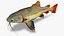 3D Red Tailed Catfish 3 model