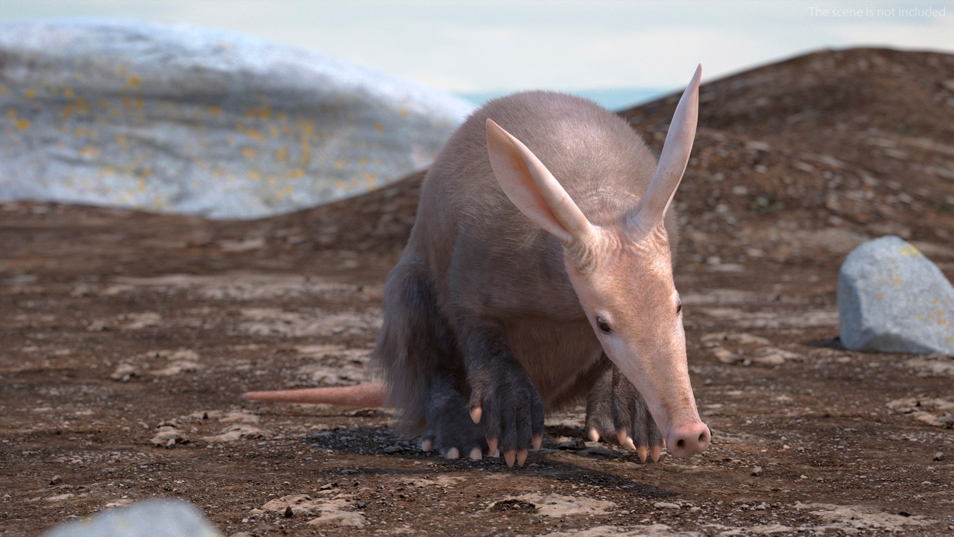 3D African Mammal Aardvark Sitting Pose Fur model https://p.turbosquid.com/ts-thumb/Wx/JtHAnd/8c/africanmammalaardvarksittingposefur3dsmodel003/jpg/1712188316/1920x1080/fit_q87/e67f3fdf467279239b4e7e4a9260b2a9a97f3dbc/africanmammalaardvarksittingposefur3dsmodel003.jpg